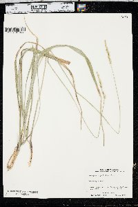 Oryzopsis asperifolia image