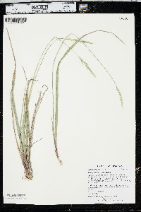 Oryzopsis asperifolia image