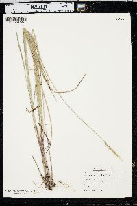 Oryzopsis asperifolia image