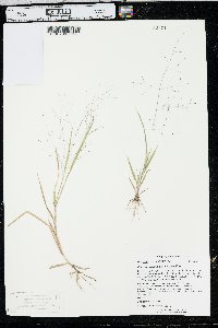 Panicum capillare var. capillare image