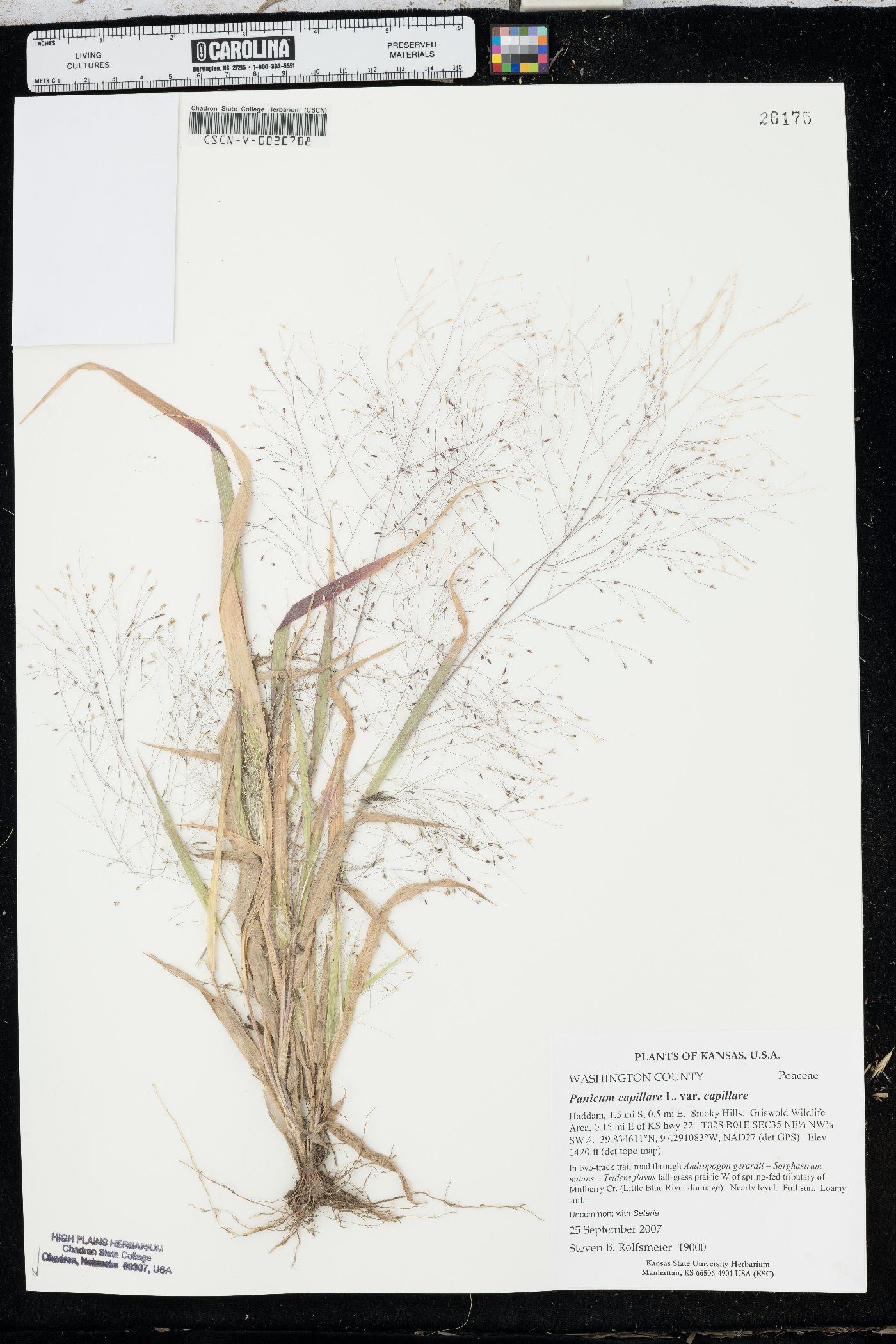 Panicum capillare var. capillare image