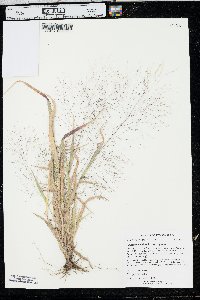 Panicum capillare var. capillare image