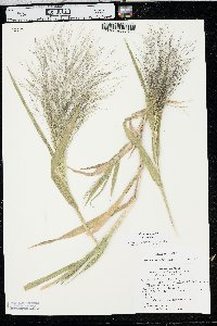 Panicum capillare var. capillare image