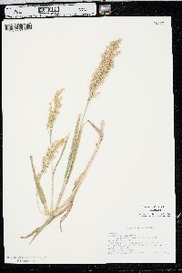 Panicum miliaceum image