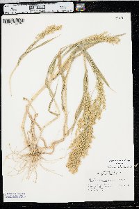 Panicum miliaceum image