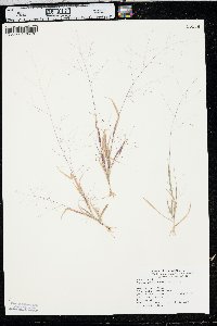 Panicum philadelphicum image