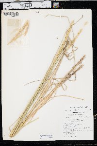 Pascopyrum smithii image