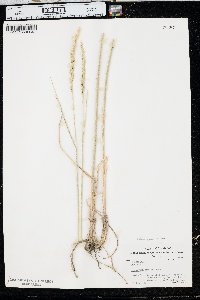 Pascopyrum smithii image