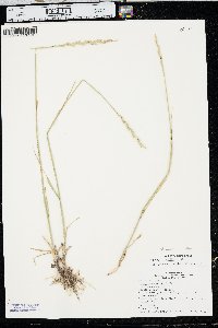 Pascopyrum smithii image