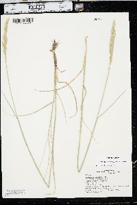 Pascopyrum smithii image