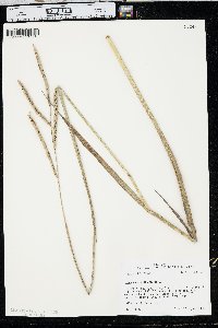 Paspalum floridanum image