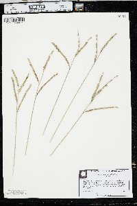 Paspalum praecox image