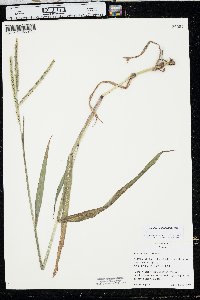 Paspalum pubiflorum image