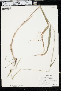 Paspalum pubiflorum image