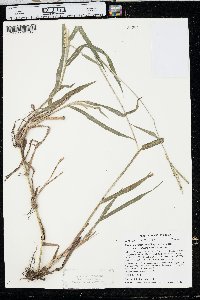 Paspalum pubiflorum image