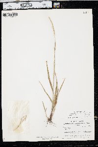 Paspalum setaceum var. muhlenbergii image