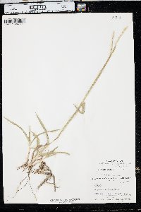 Paspalum setaceum var. stramineum image