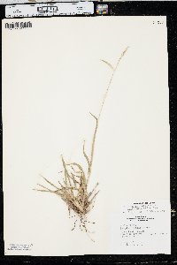 Paspalum setaceum var. stramineum image