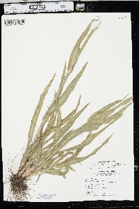 Paspalum setaceum var. stramineum image