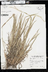 Paspalum setaceum var. stramineum image