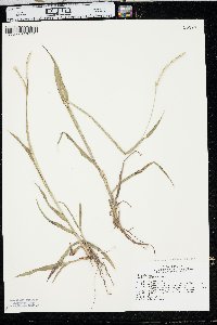 Paspalum setaceum var. stramineum image