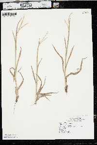 Paspalum setaceum var. stramineum image