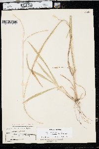 Paspalum setaceum var. stramineum image