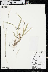 Paspalum setaceum var. stramineum image