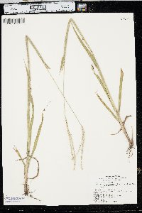 Paspalum setaceum var. stramineum image
