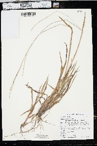 Paspalum setaceum var. stramineum image