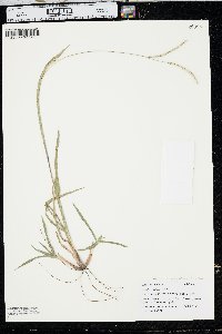 Paspalum setaceum var. stramineum image