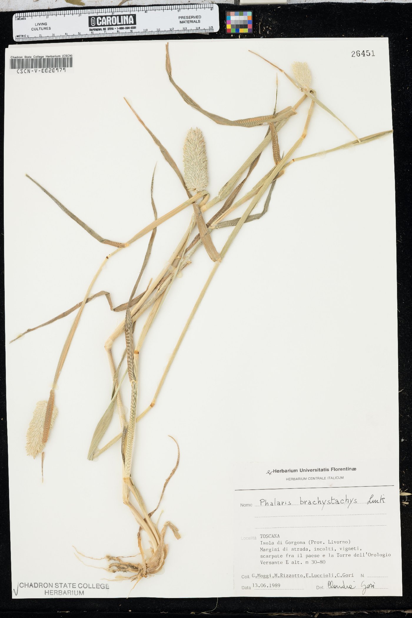 Phalaris brachystachys image