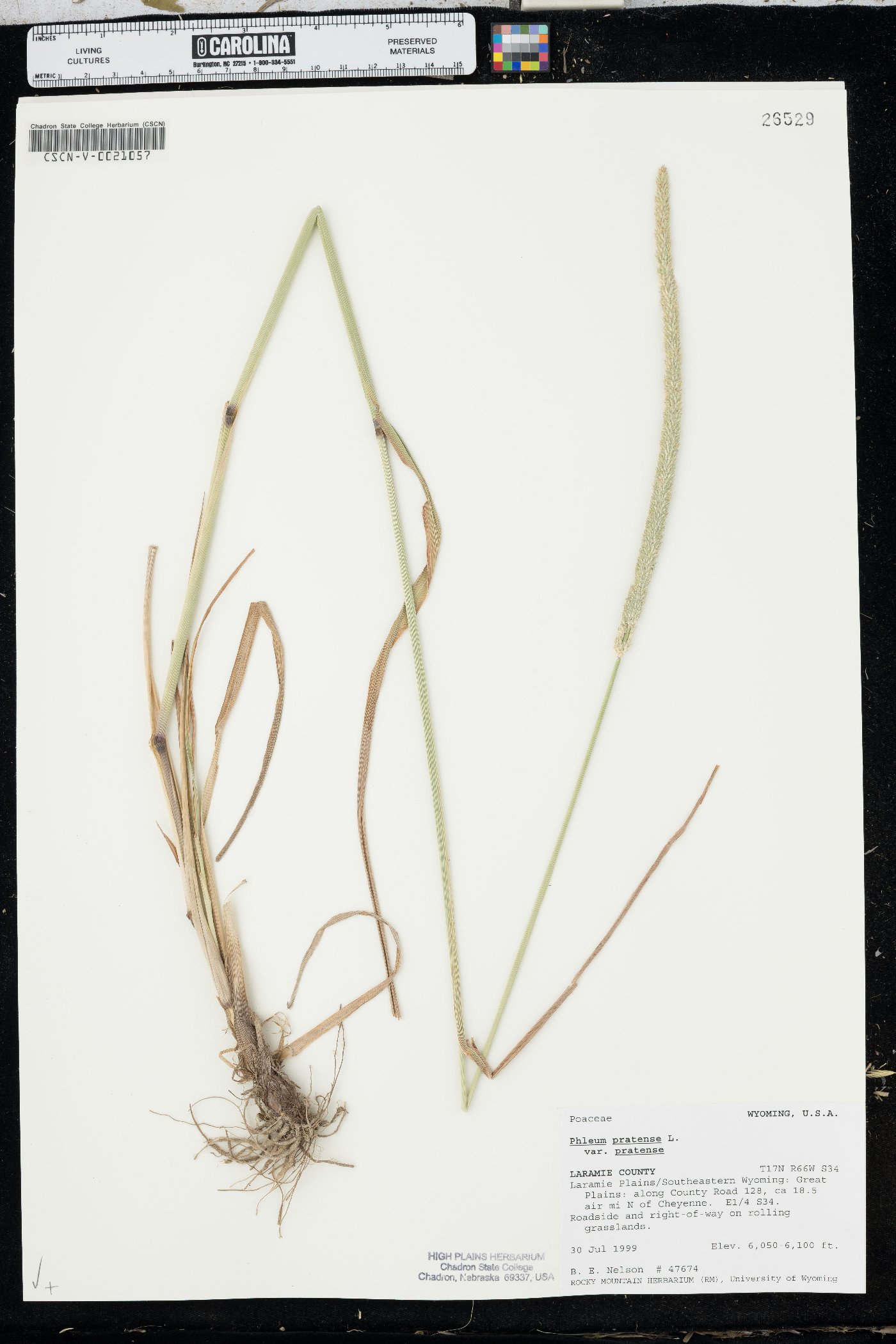 Phleum pratense var. pratense image