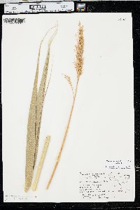 Phragmites australis image