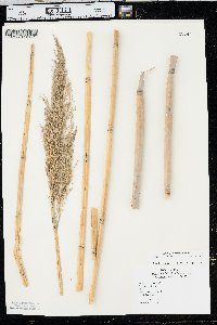 Phragmites australis image