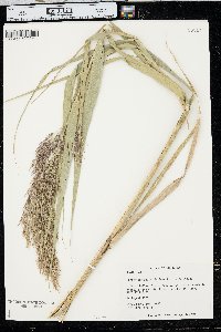 Phragmites australis image