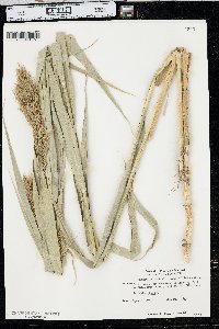 Phragmites australis image