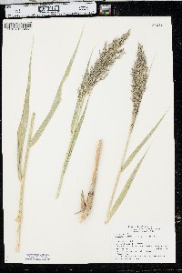 Phragmites australis image