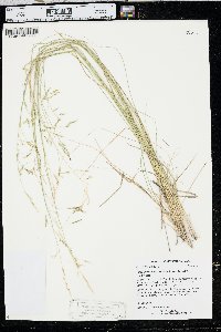 Piptatheropsis micrantha image