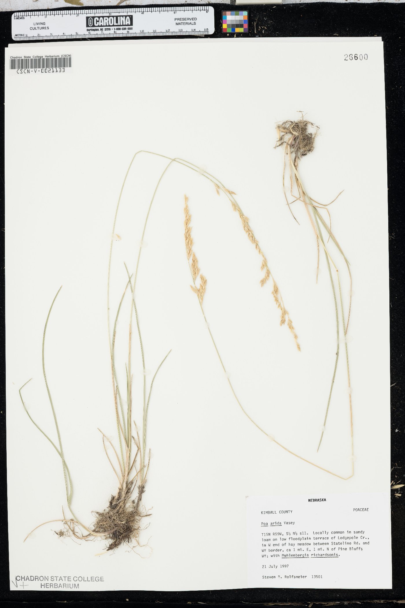 Poa arida image