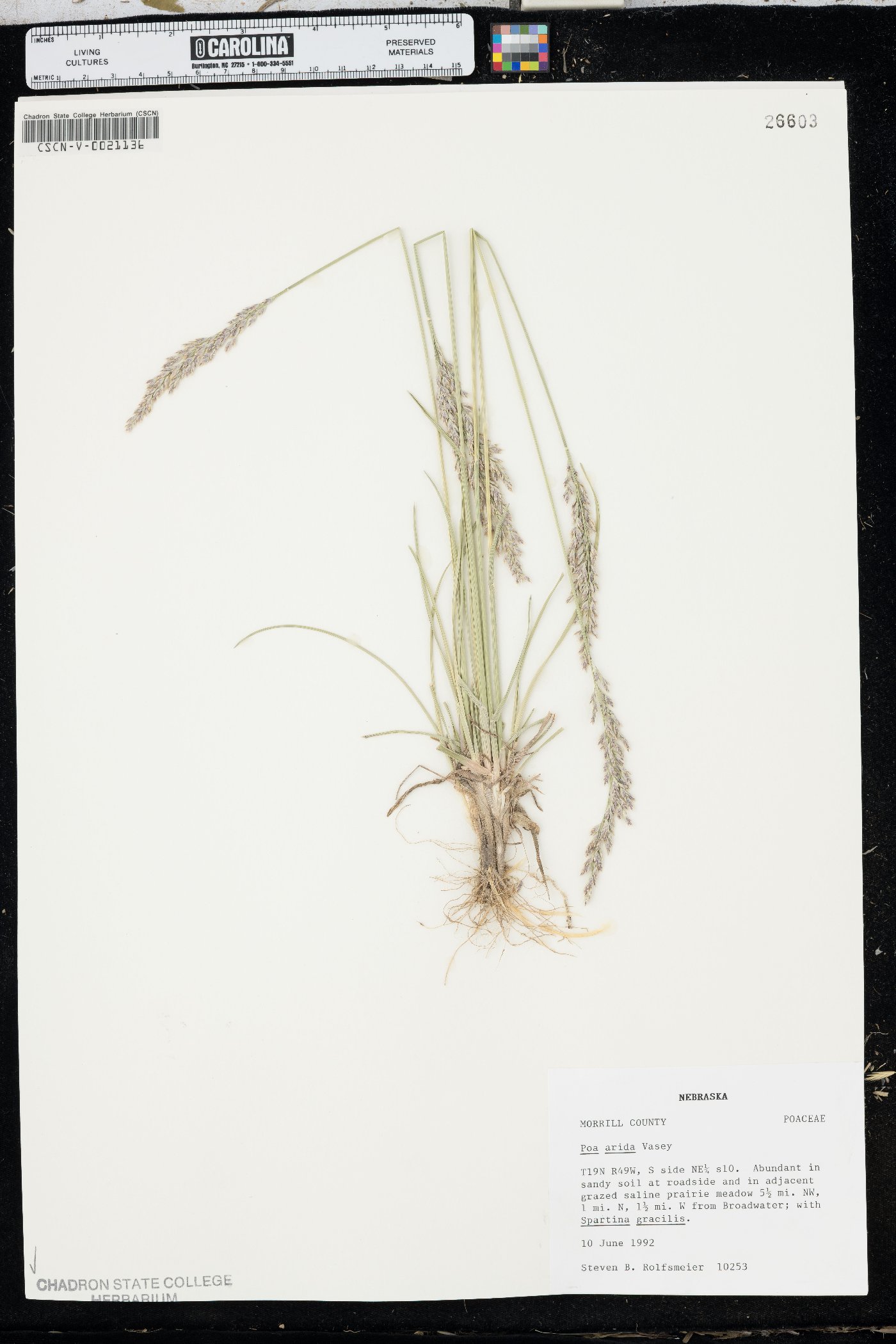 Poa arida image