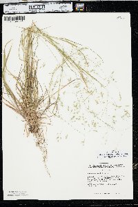 Poa autumnalis image