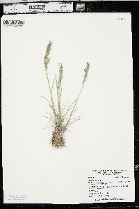 Poa bulbosa image