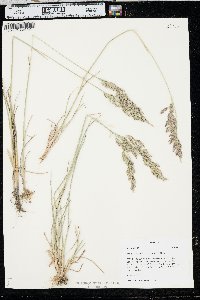 Poa arida image