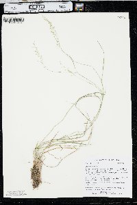 Poa nemoralis subsp. interior image