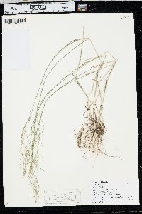 Poa nemoralis subsp. interior image