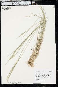 Poa secunda var. juncifolia image