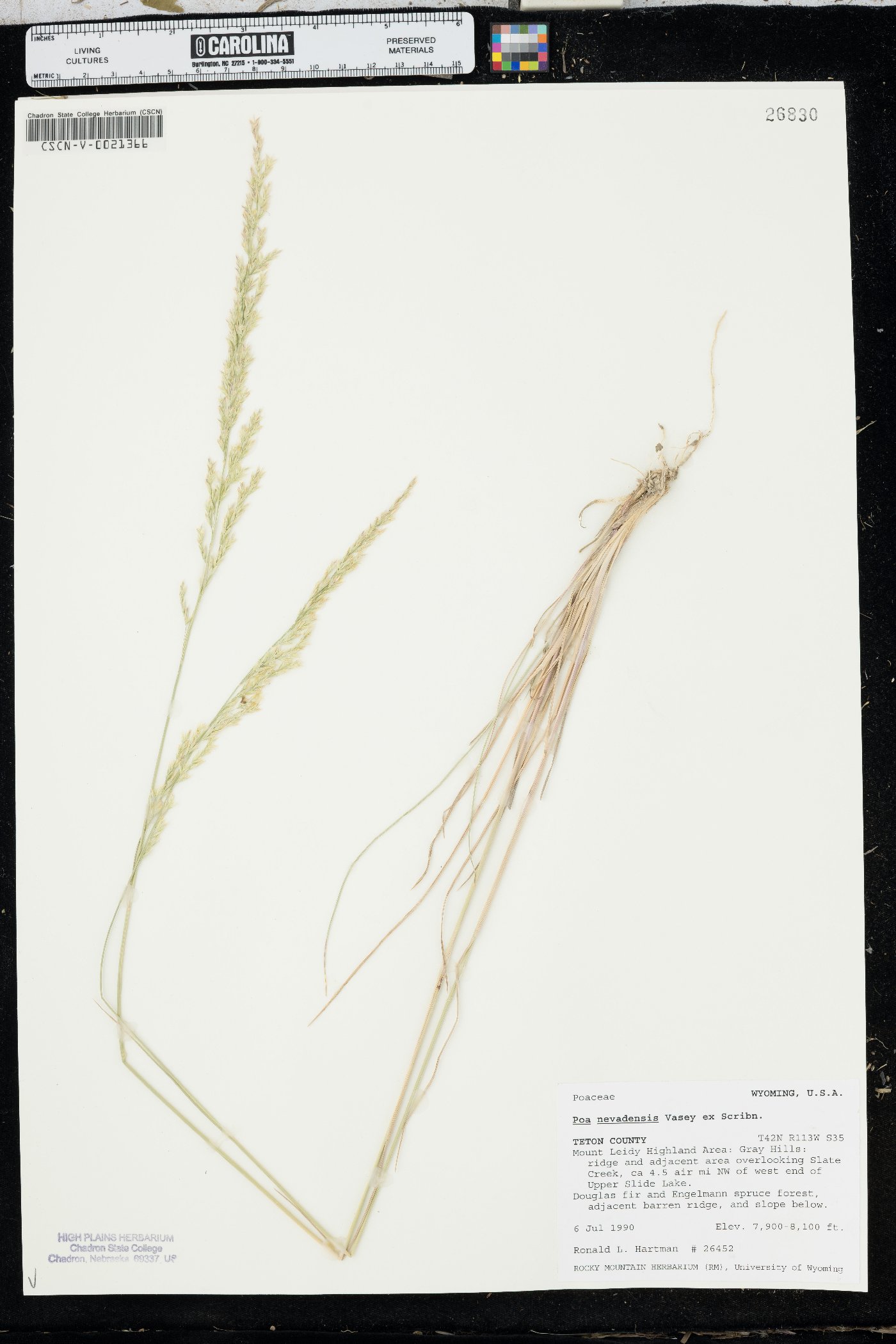 Poa secunda var. nevadensis image