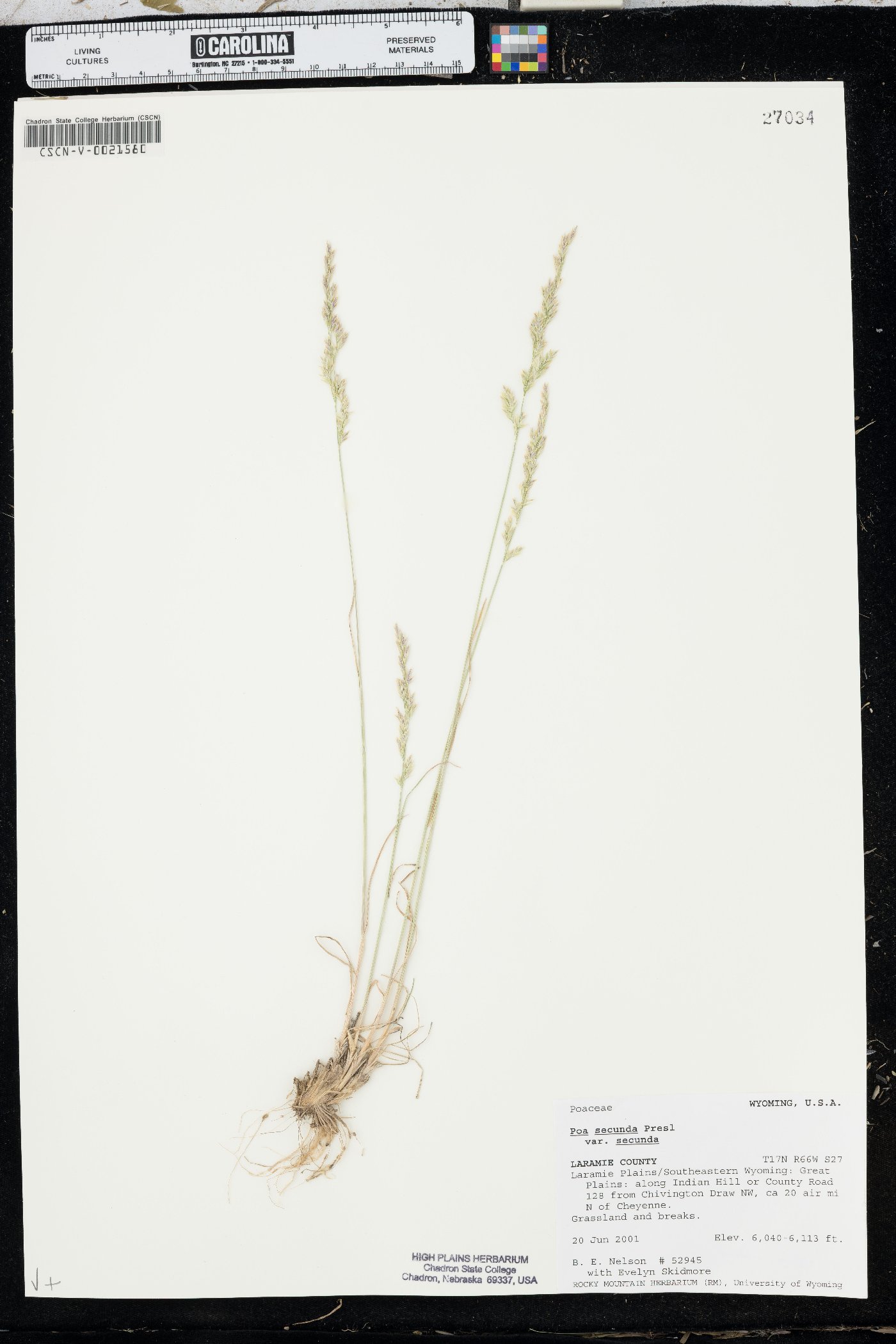 Poa secunda var. secunda image