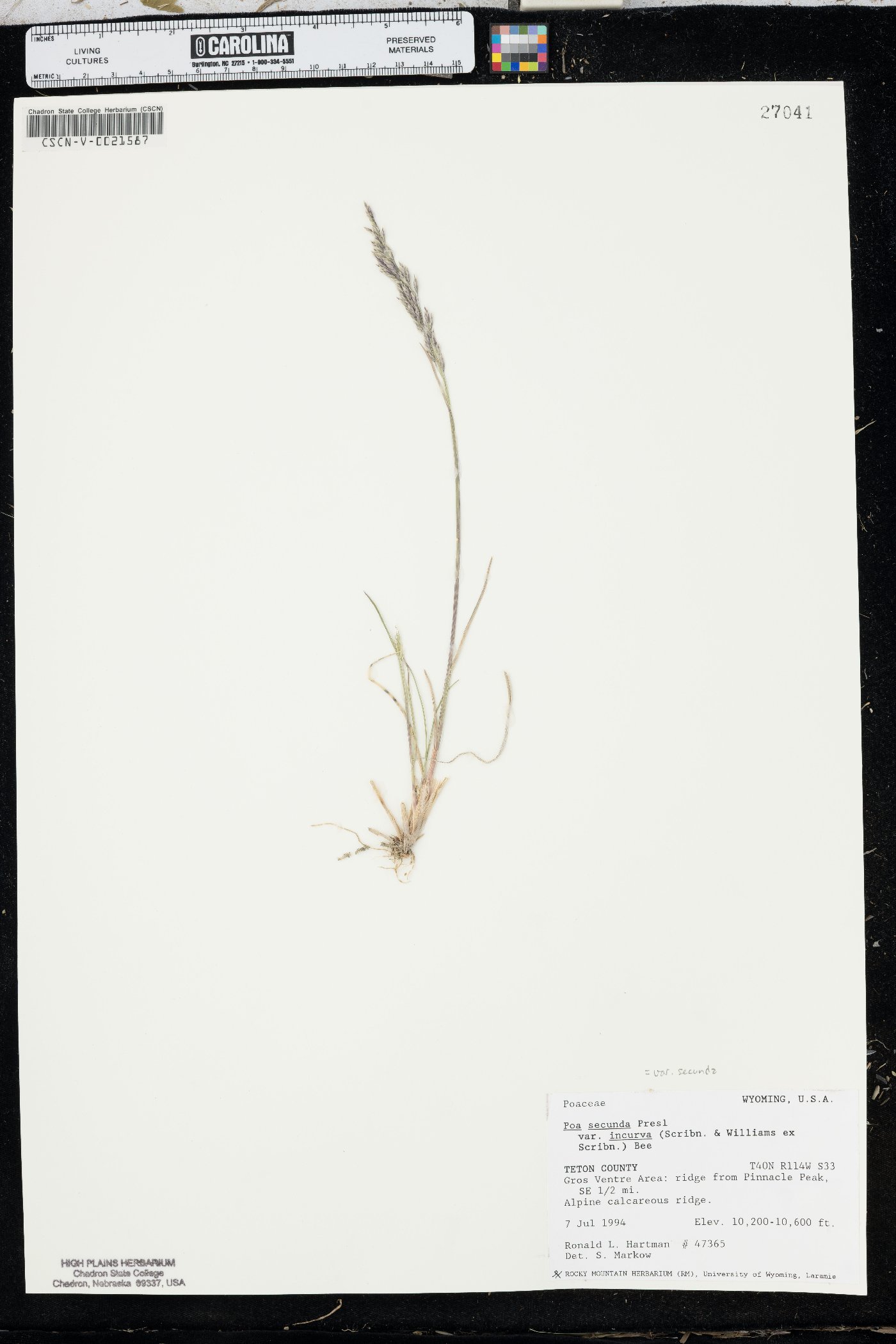 Poa secunda var. secunda image